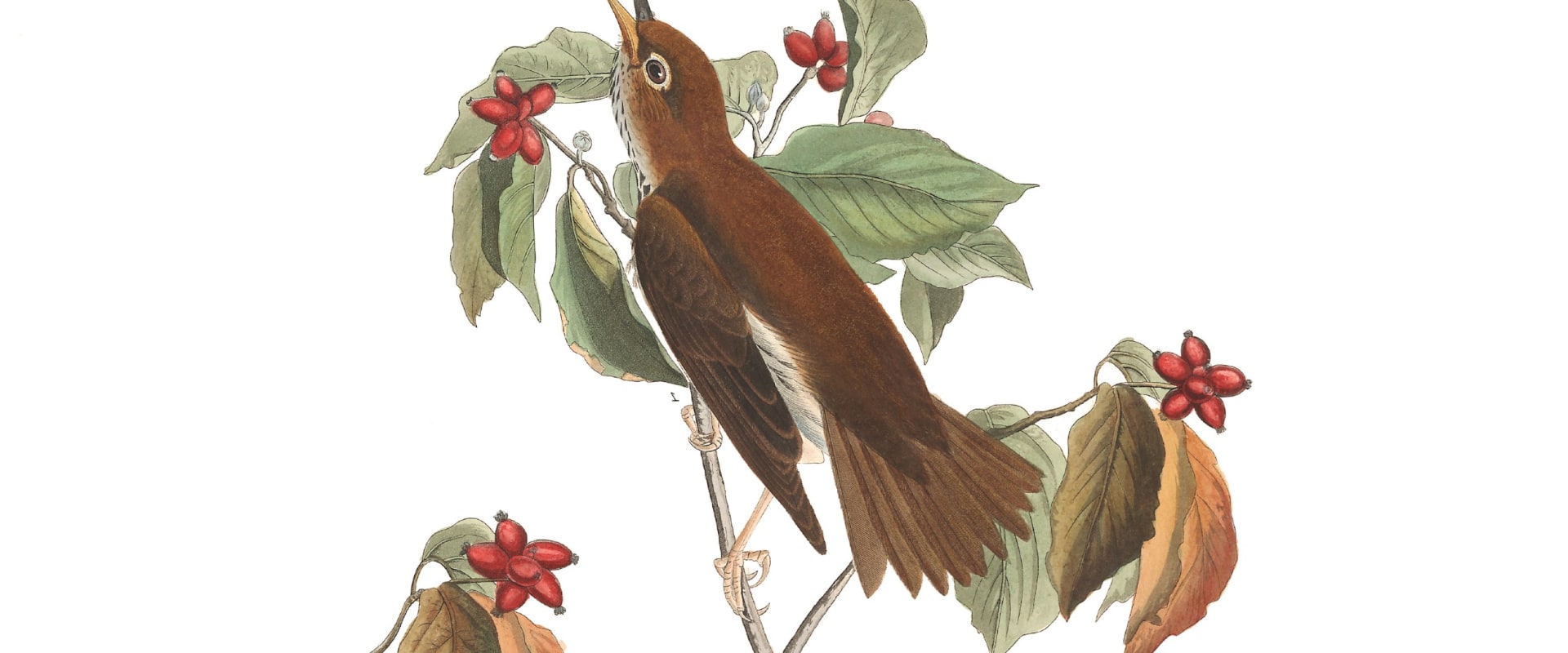 When was the audubon society founded?