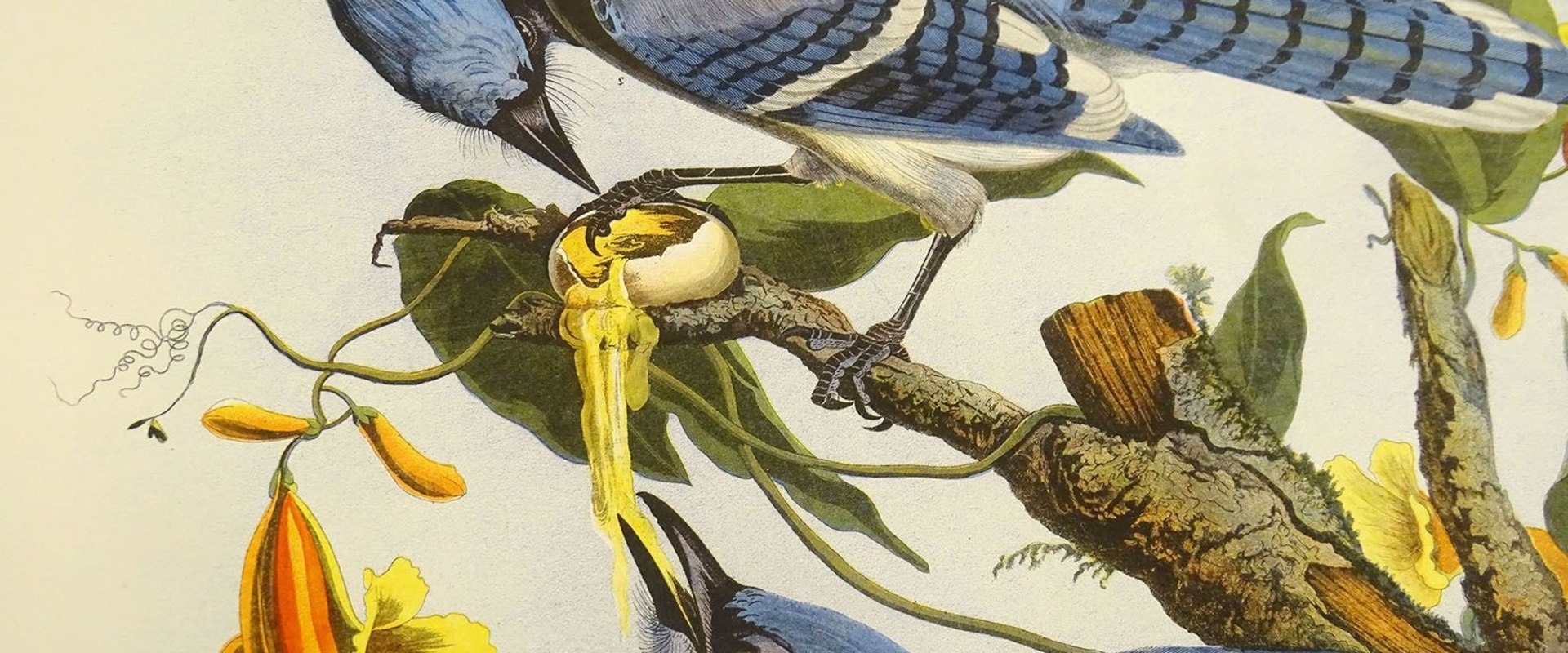 Who founded the audubon society?
