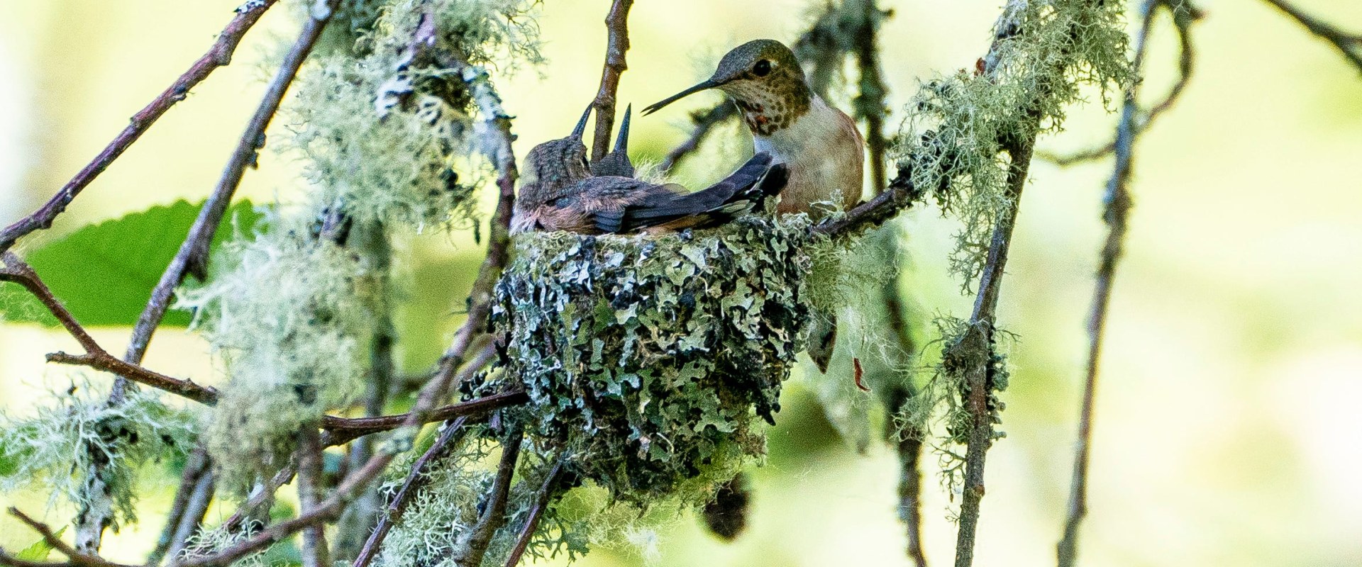 What type of organization is the audubon society?