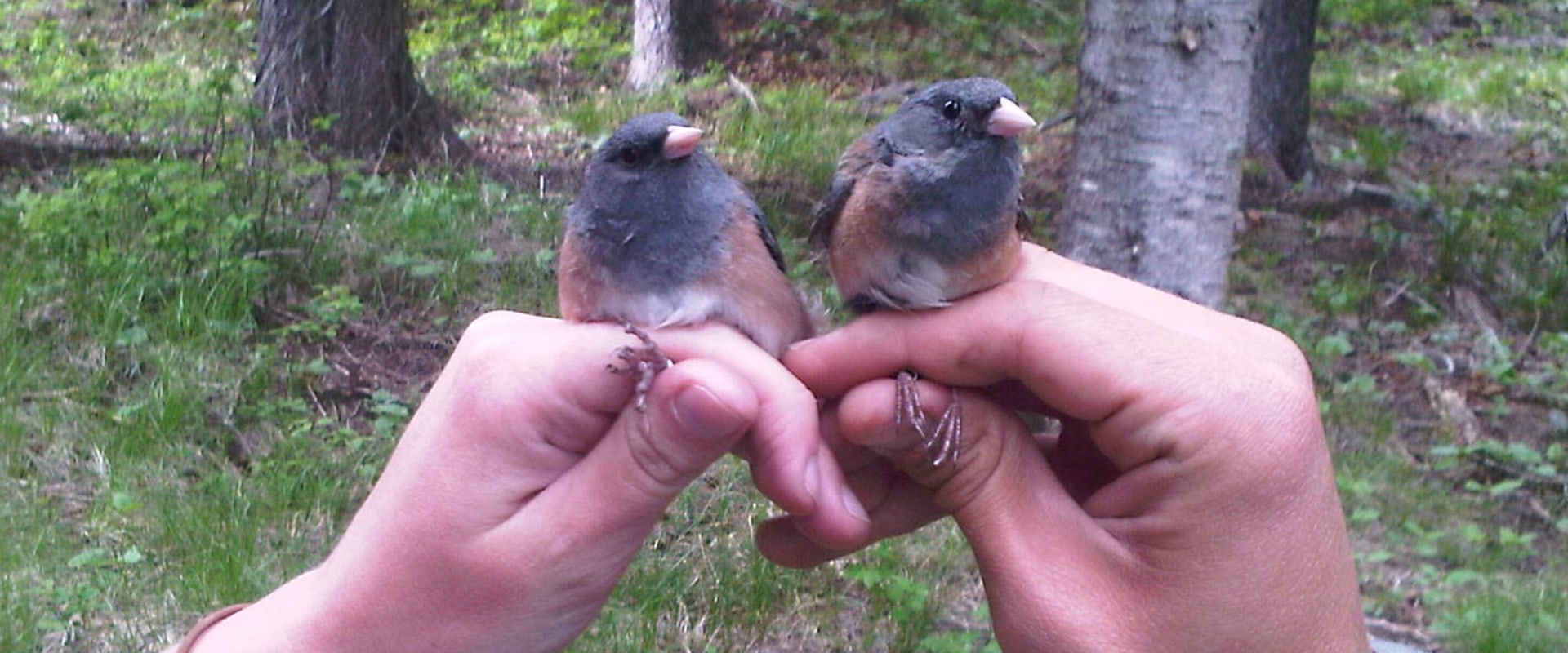 Why is it called the audubon society?