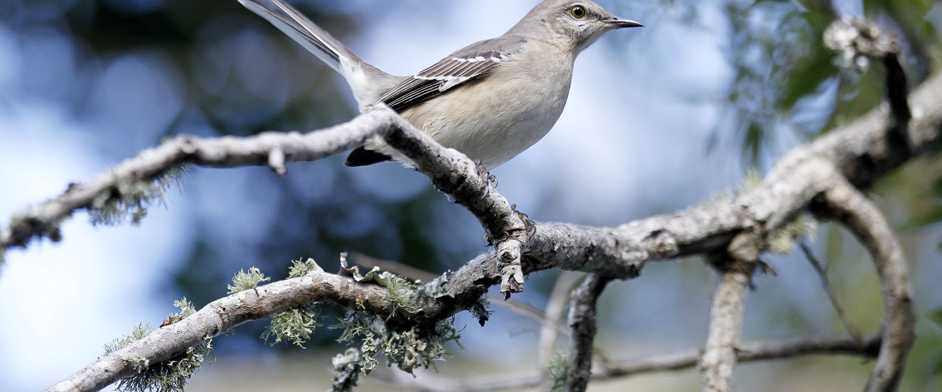 How many birds are in audubon's birds of america?