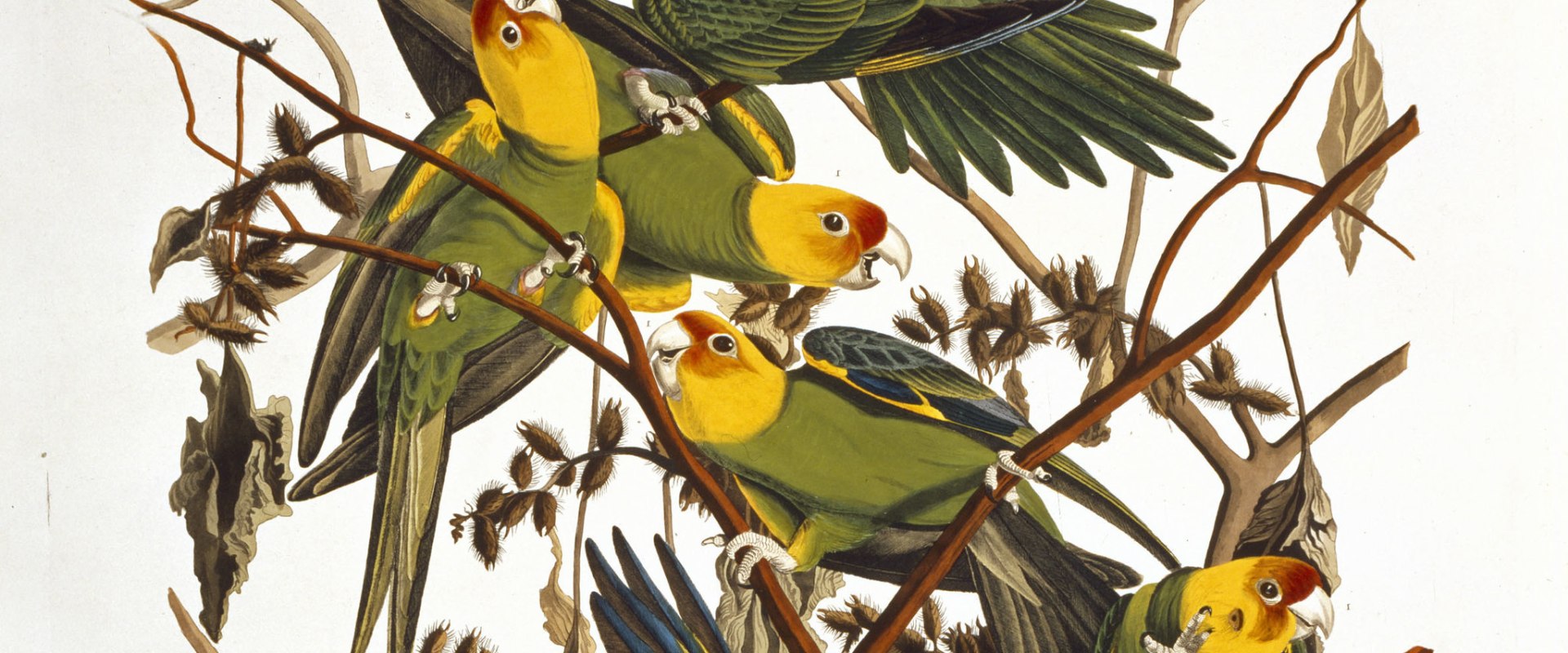 How many of audubon's birds are extinct?