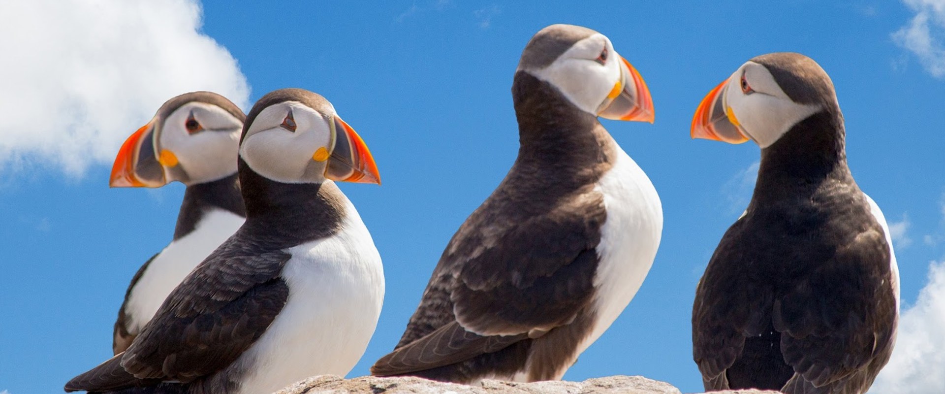What is the goal of the national audubon society?