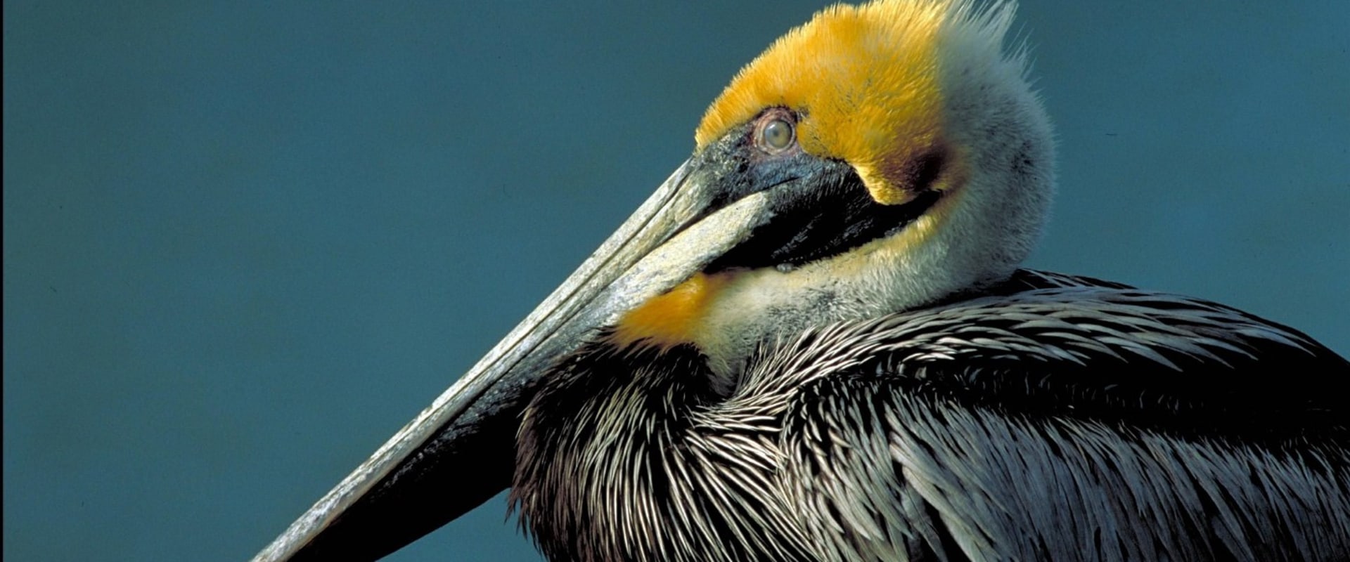 How does the audubon society protect birds and their habitats?