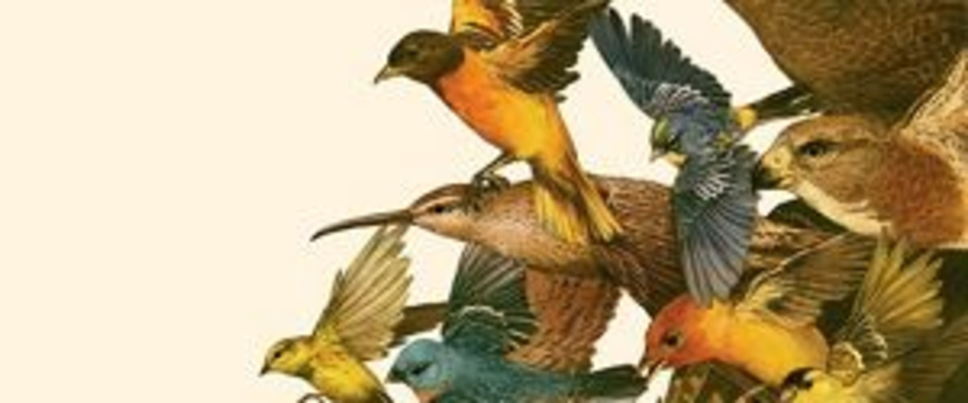 What types of partnerships has the audubon society formed with other organizations to help protect birds and their habitats?