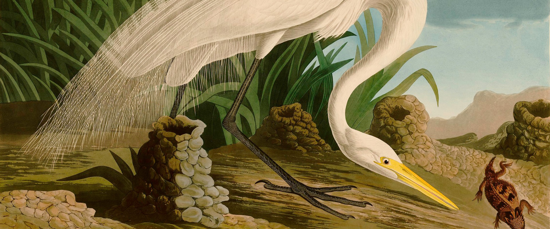 How did the audubon society begin?