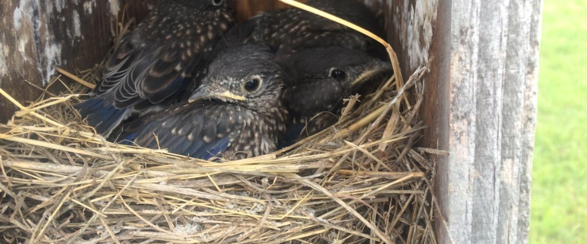 What types of grants does the audubon society provide for conservation projects?