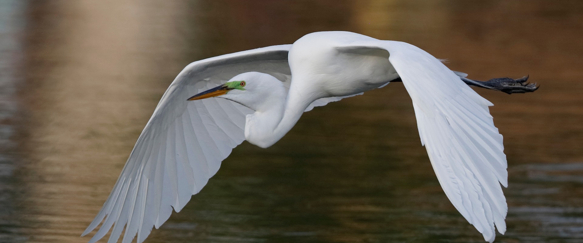 How effective is the audubon society?