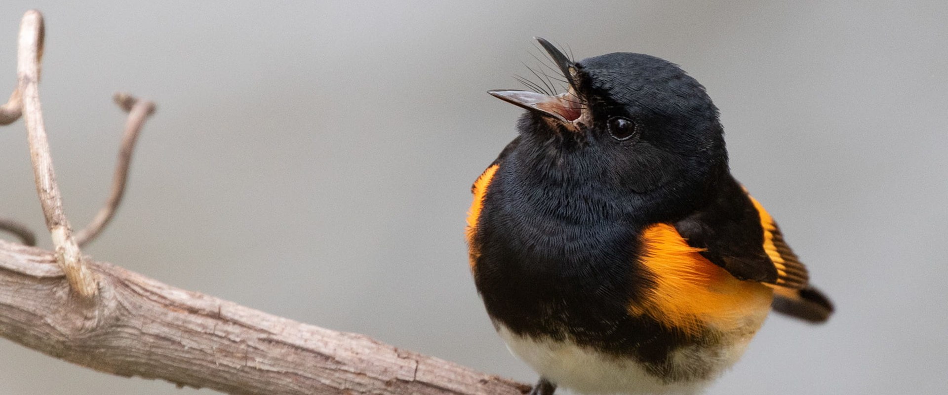 What are some of the challenges faced by conservationists working with the audubon society?