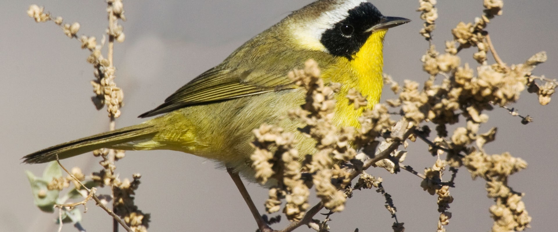 How has citizen science been used to help protect birds and their habitats through initiatives by or in partnership with the audubon society?