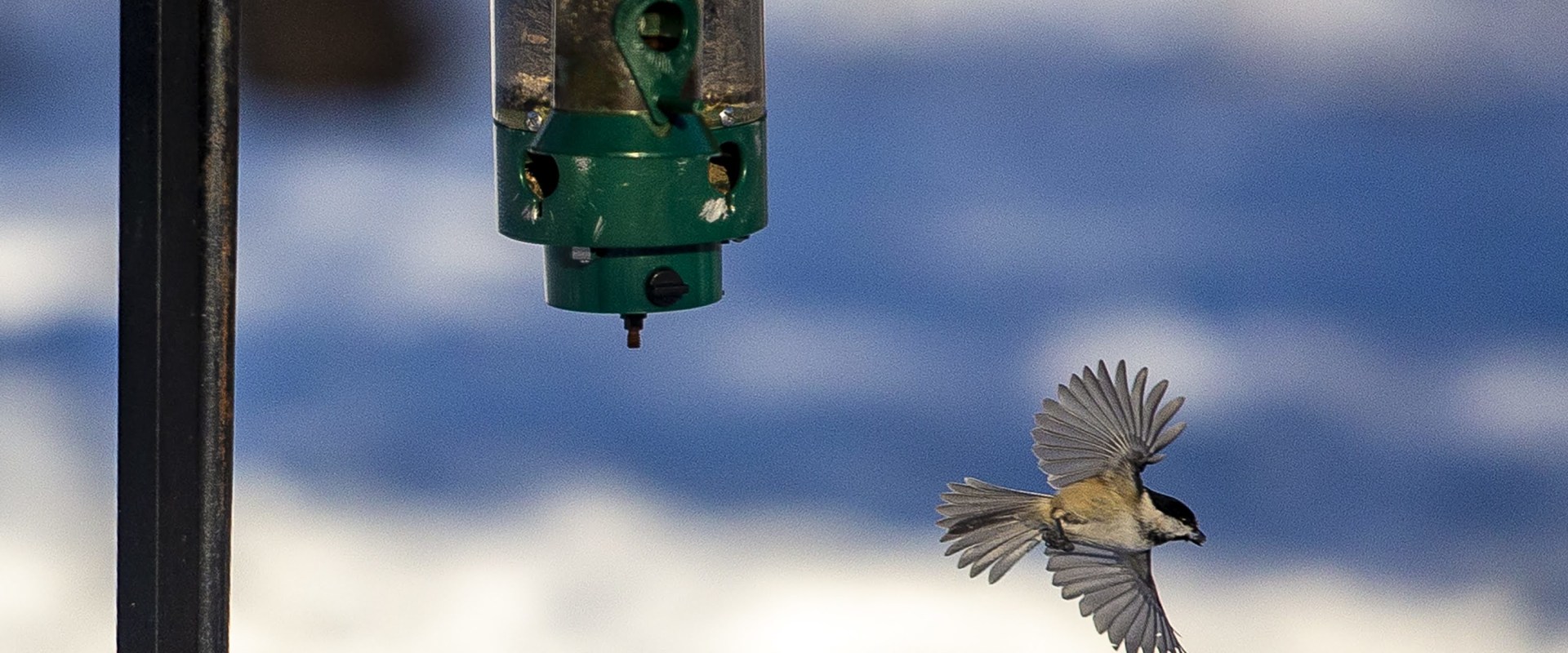 Why was the audubon society founded?