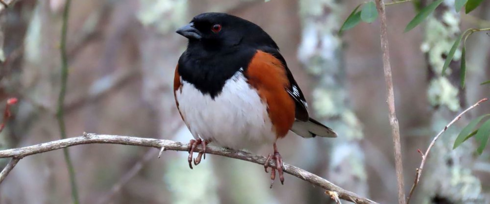 What are some of the research projects conducted by the audubon society?