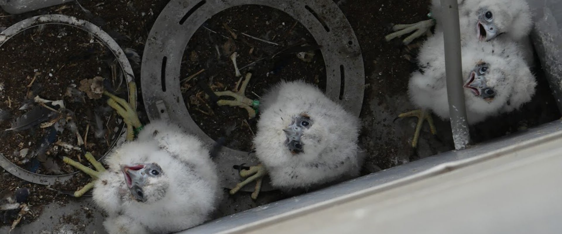 What are some of the success stories from conservation efforts by the audubon society?