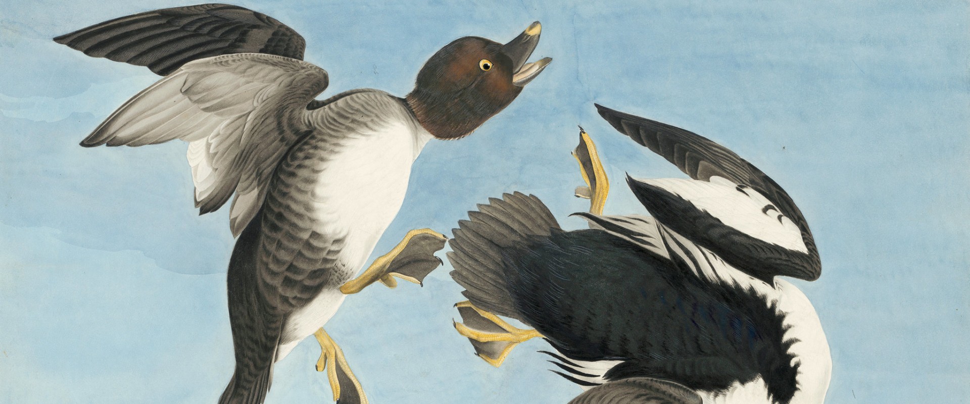 What is audubon society history?