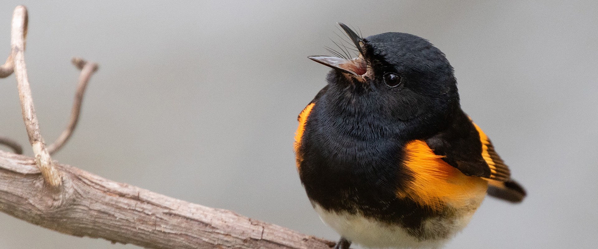 How has data collected through initiatives by or in partnership with the audubon society been used to inform conservation efforts?