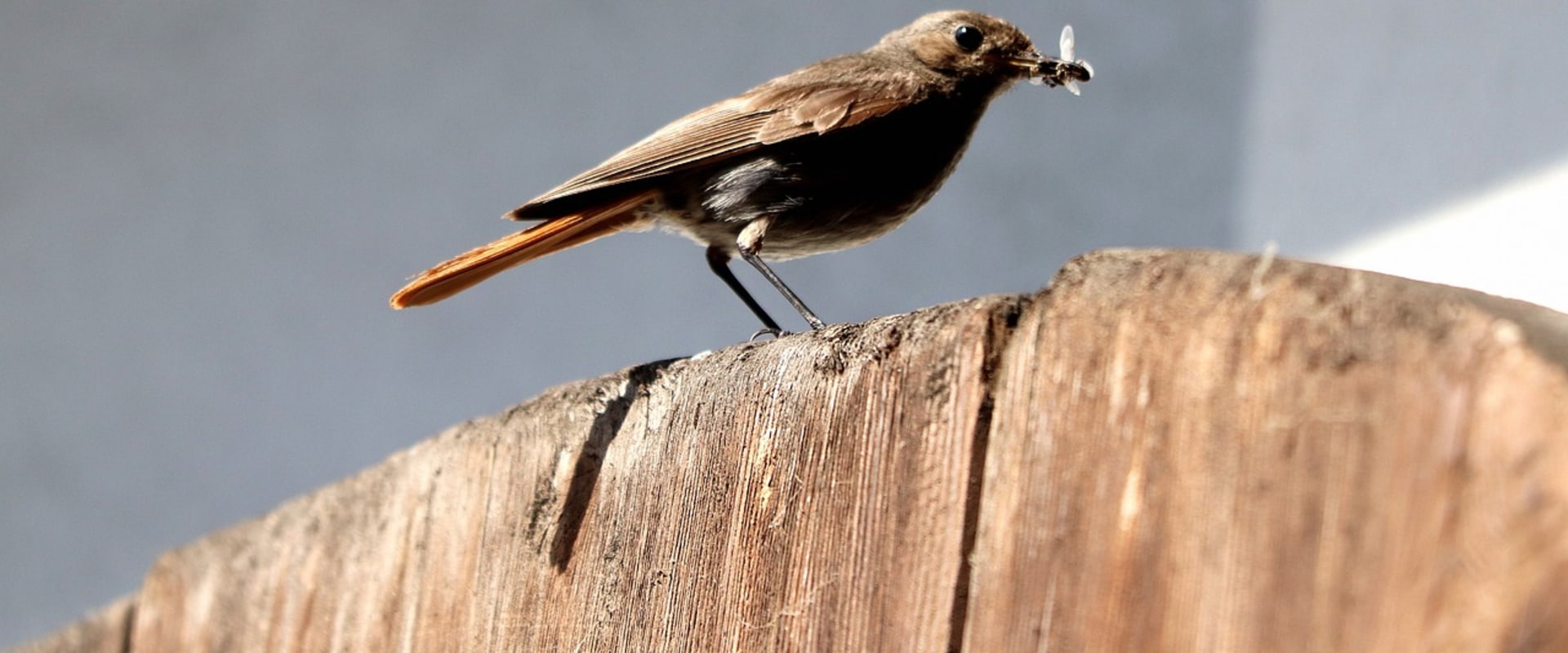 What are some of the ways that people can help protect birds and their habitats?