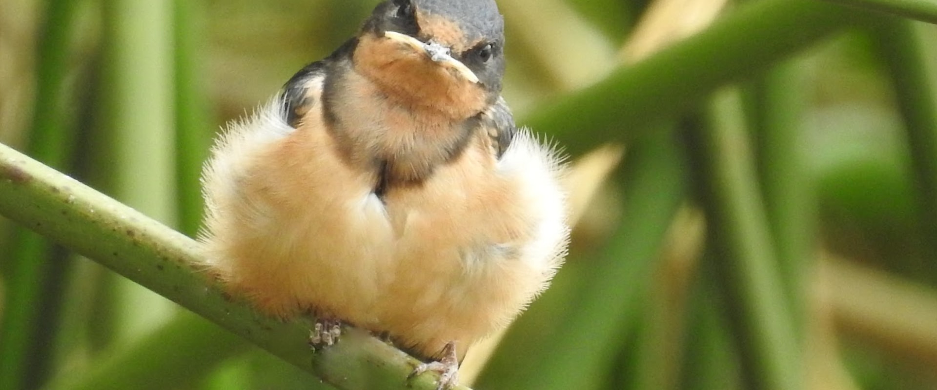 How can i support conservation efforts by donating to or volunteering with the audubon society?