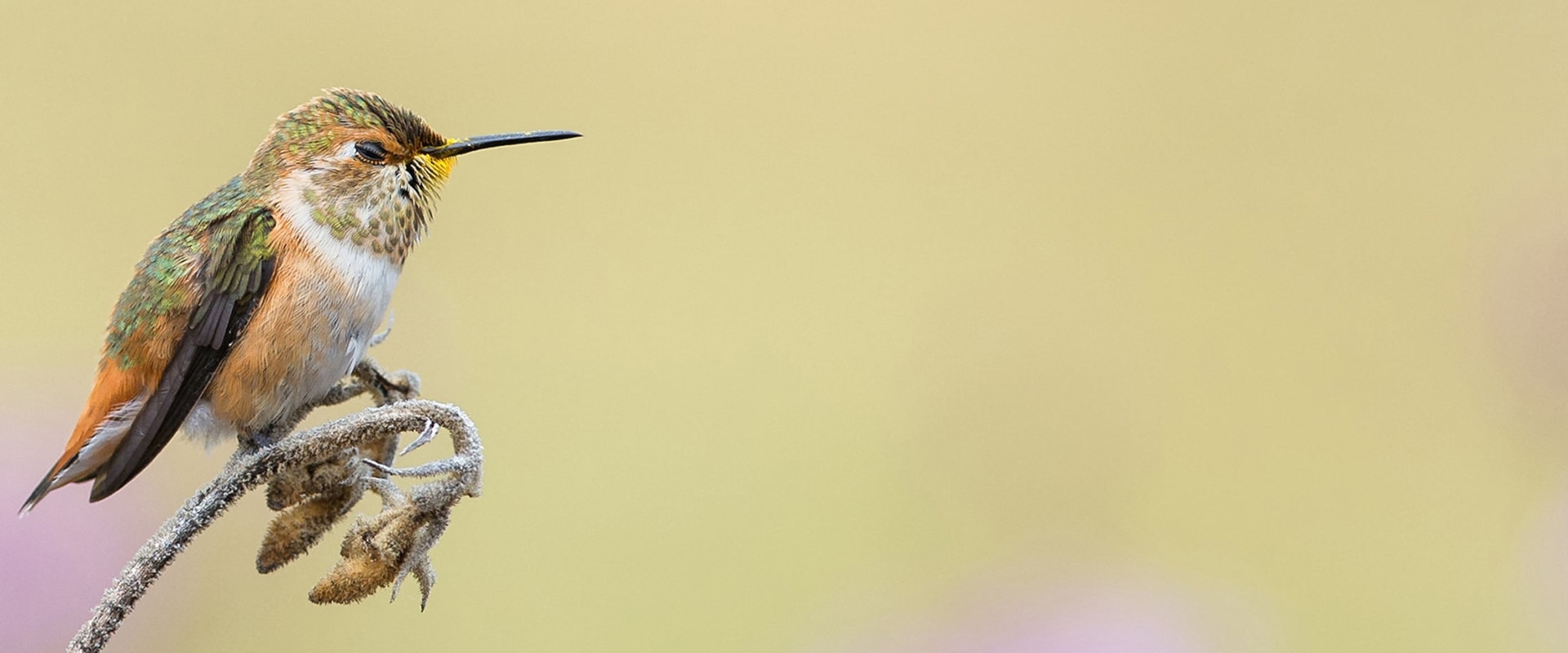 Is the national audubon society a good charity?