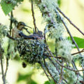 What type of organization is the audubon society?