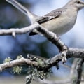 How many birds are in audubon's birds of america?