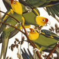 How many of audubon's birds are extinct?