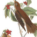 How can i contact my local chapter of the audubon society?