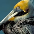 How does the audubon society protect birds and their habitats?