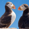 What is the mission of the audubon society?