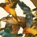 What types of partnerships has the audubon society formed with other organizations to help protect birds and their habitats?