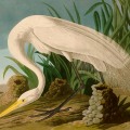 How did the audubon society begin?