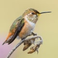 How can i donate to the audubon society?