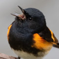 What are some of the challenges faced by conservationists working with the audubon society?