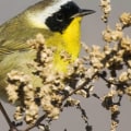 How has citizen science been used to help protect birds and their habitats through initiatives by or in partnership with the audubon society?