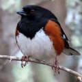 What are some of the research projects conducted by the audubon society?