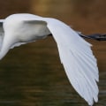 What are some of the benefits of being a member of the audubon society?