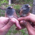 What types of resources does the audubon society provide for birders and conservationists?