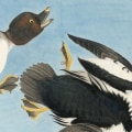 What is audubon society history?