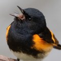How has data collected through initiatives by or in partnership with the audubon society been used to inform conservation efforts?