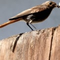 What are some of the ways that people can help protect birds and their habitats?