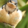 How can i support conservation efforts by donating to or volunteering with the audubon society?