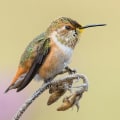Is the national audubon society a good charity?