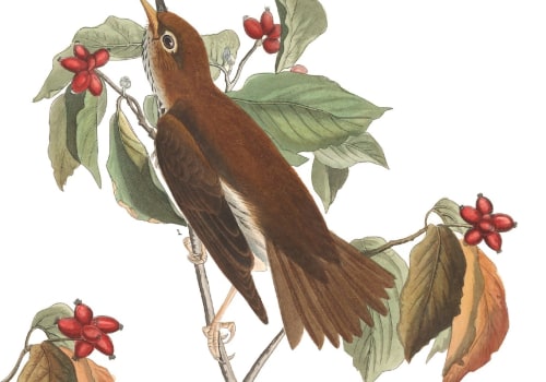 When was the audubon society founded?