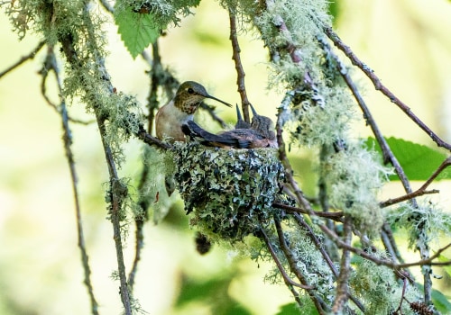 What type of organization is the audubon society?