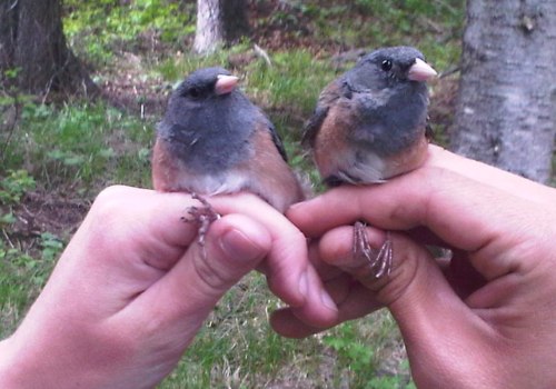 Why is it called the audubon society?