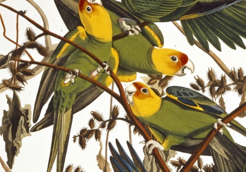 How many of audubon's birds are extinct?