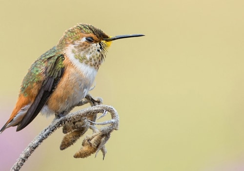 Is the audubon society tax-deductible?
