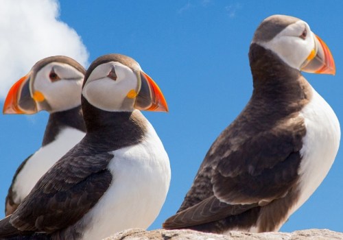What is the goal of the national audubon society?