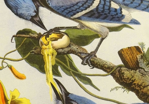 Where did audubon society start?