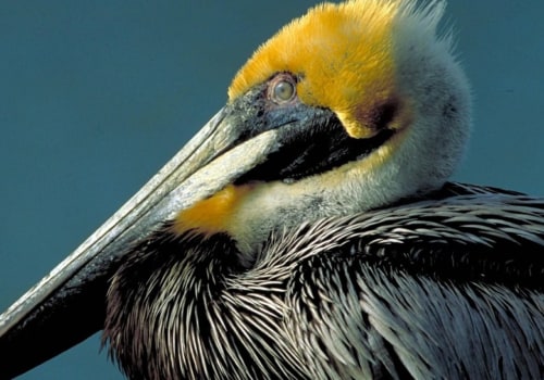 How does the audubon society protect birds and their habitats?