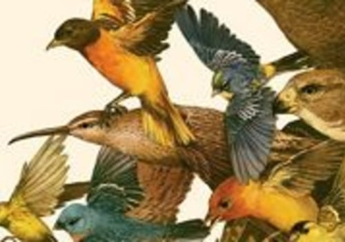 What types of partnerships has the audubon society formed with other organizations to help protect birds and their habitats?